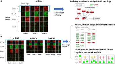 Biomarker Categorization in Transcriptomic Meta-Analysis by Concordant Patterns With Application to Pan-Cancer Studies